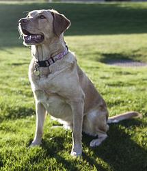 dog.jpg